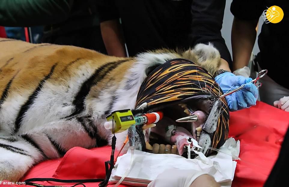 ببر دندان طلا سوژه رسانه ها شد