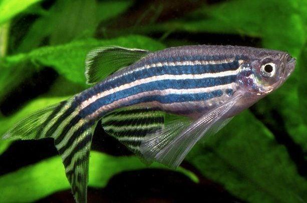 نانوذرات پلاستیکی گورخر ماهی ها را بیش فعال می کند