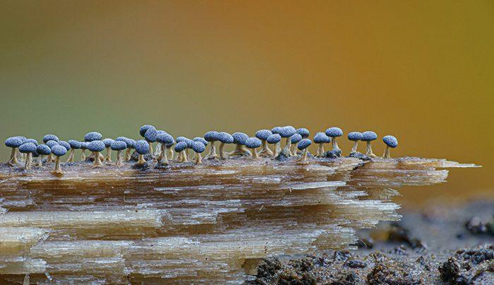 قارچ گرافی و سوژه های قارچی! ، تصاویر