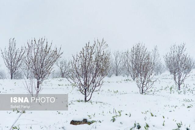 فردا آسمان یزد صاف و نیمه ابری است