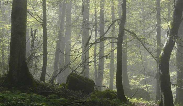 نصب تله کابین، جنگل هیرکانی را از لیست میراث جهانی خارج می کند؟