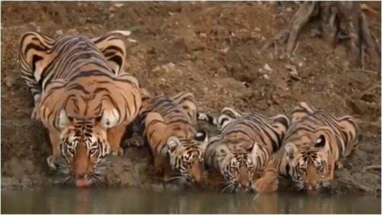 فیلم ، آب خوردن خانواده ببرها ، این ببرها فضای مجازی را تسخیر کردند