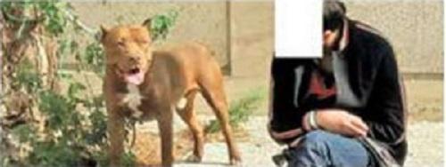 محافظت سگ از صاحبش دردسر ساز شد