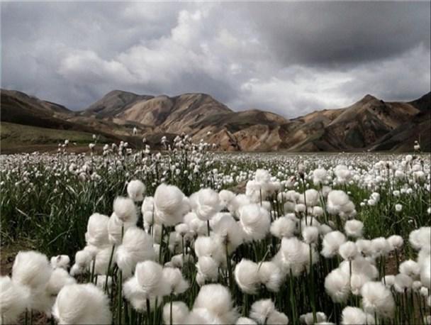 شروع برداشت پنبه از مزارع داراب