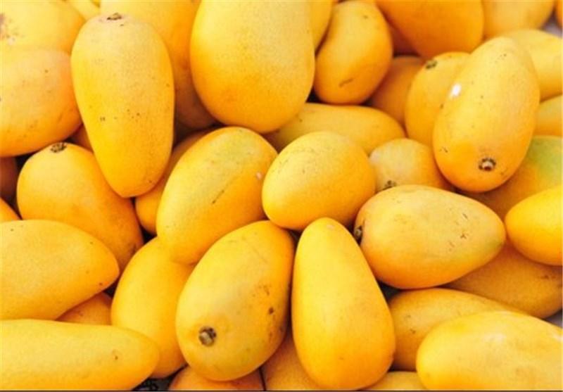 خواص درخت و میوه انبه