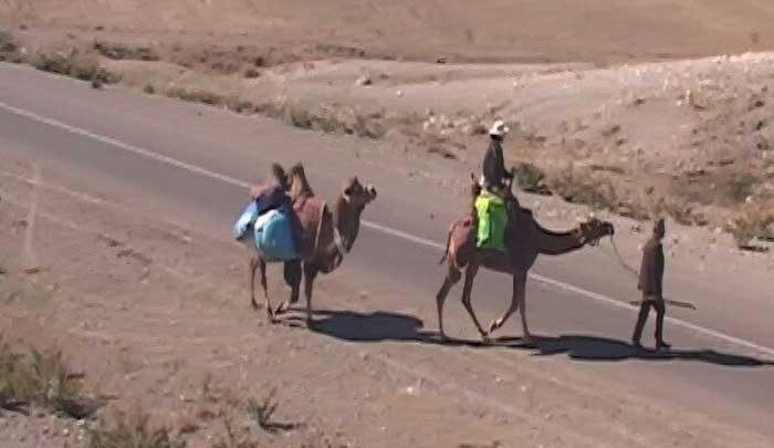 دور دنیا با شتر دوکوهانه ایرانی دور جهان با شتر دوکوهانه ایرانی