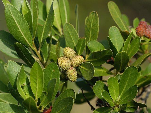 کنوکارپوس گزینه مناسب پاکسازی هوا است کنوکارپوس گزینه مناسب پاکسازی هوا است