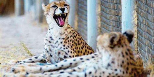 لقاح مصنوعی یوزپلنگ های پارک پردیسان به کجا رسید؟