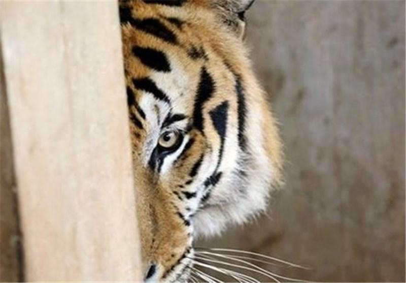 سرگرمی جالب درویش های شرقی در معبد ببرها