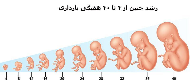 نکته بهداشتی: سه ماهه های بارداری