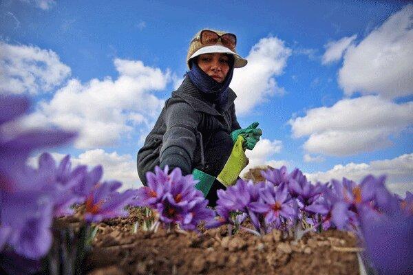 36 تن زعفران در خراسان رضوی خریداری شد