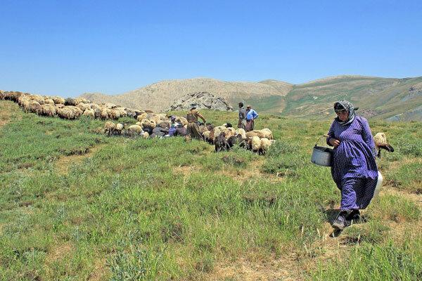 عشایر آذربایجان غربی سالانه 7500 میلیارد ریال کالا تولید می کنند