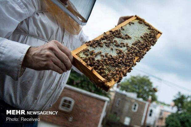 نیش مسائل به صنعت زنبورداری، بازار در اشغال عسل های تقلبی است