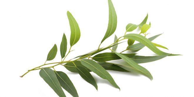 گیاهی که علائم سرماخوردگی را به طرز شگفت انگیزی کاهش می دهد