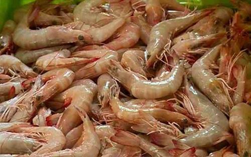 پرورش میگو به روش سیستم بیوفلاک در دانشگاه خلیج فارس صورت گرفت