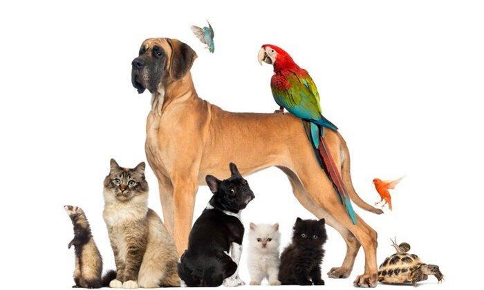 حیوانات خانگی، بایدها و نبایدها
