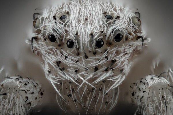 انتخاب برترین عکس های علمی سال 2019