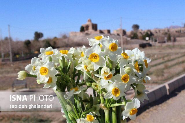 سومین جشن برداشت گل نرگس در خوسف برگزار می گردد
