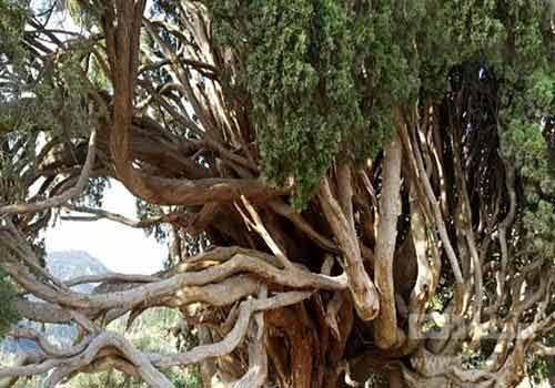 درخت سرو هرزویل، مادربزرگ همه درخت های دنیا