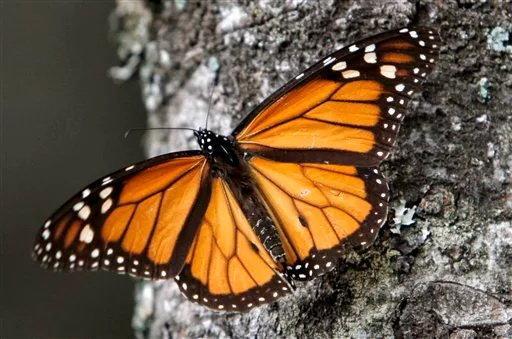 خطر انقراض پروانه های شهریار به دلیل تغییرات اقلیمی
