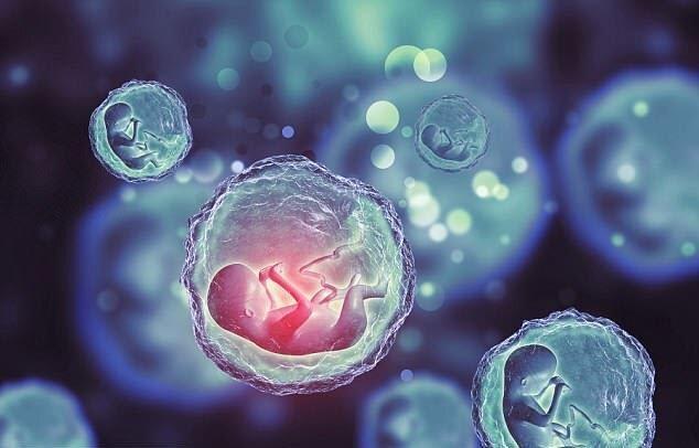 تأثیر غلظت آلژینات و حضور سلول های تخمدانی در کیفیت کشت فولیکول