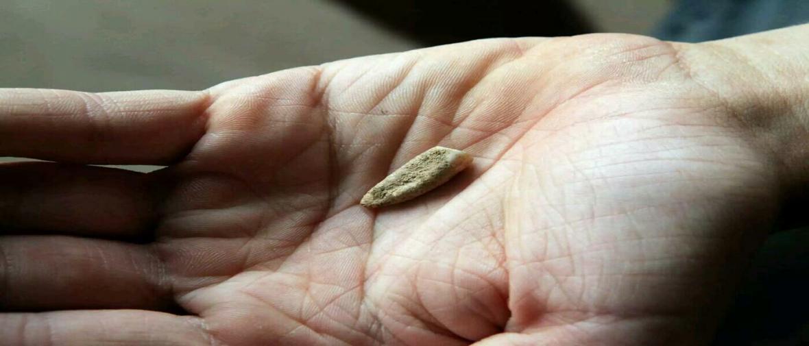 کشف فسیل دندان 560 هزار ساله توسط باستان شناسان فرانسوی