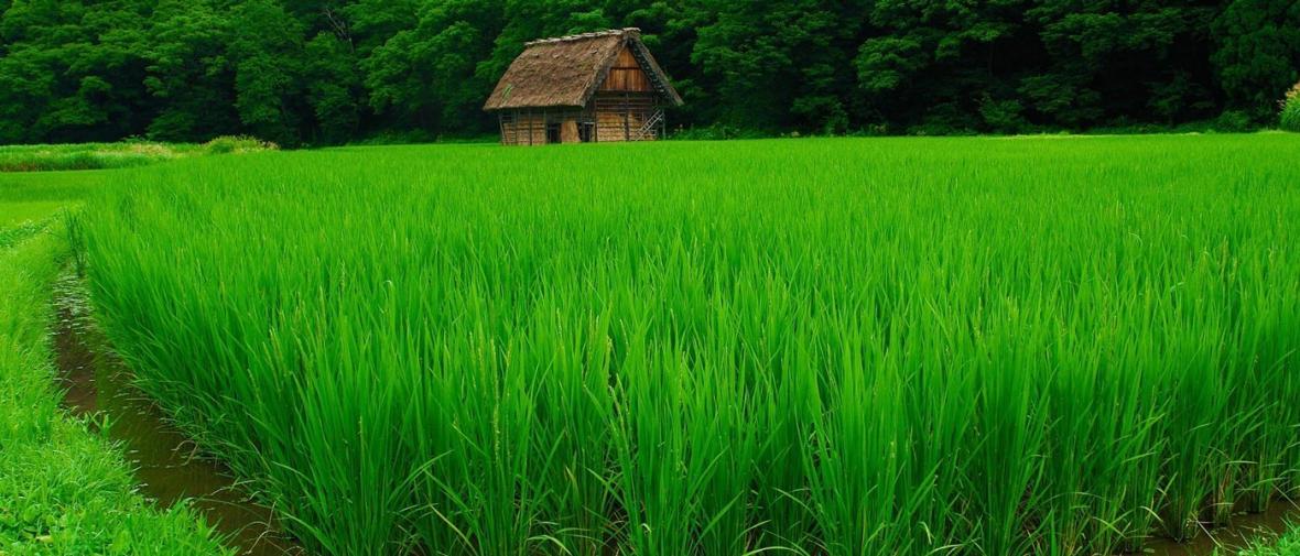 جمله دایناسورهای کاهی به مزارع برنج ژاپن!