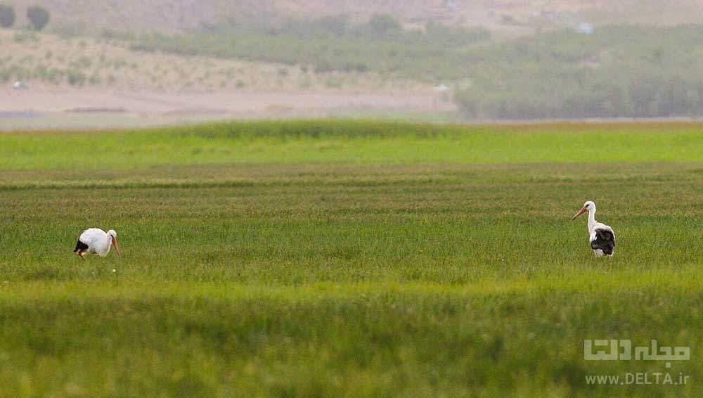 تالاب گندمان ؛ تا از دست نرفته آن را ببینیم