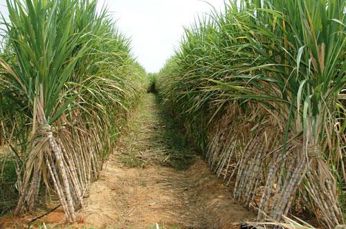 تامین 40 درصد شکر کشور در خوزستان