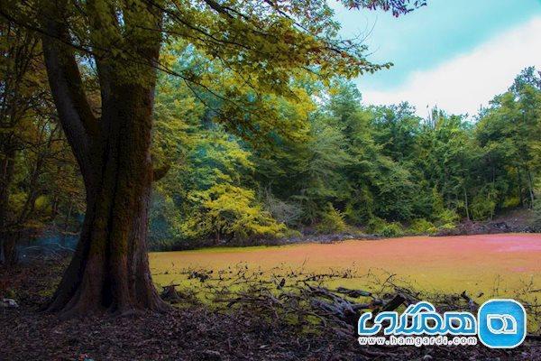 مرداب هسل ، صورتی در زمستان و نارنجی در پاییز