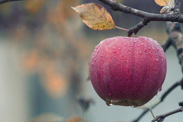 تولید پوشش خوراکی برای بهبود ماندگاری میوه ها
