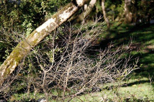 40 هزار هکتار گونه های شمشاد از بین رفته است