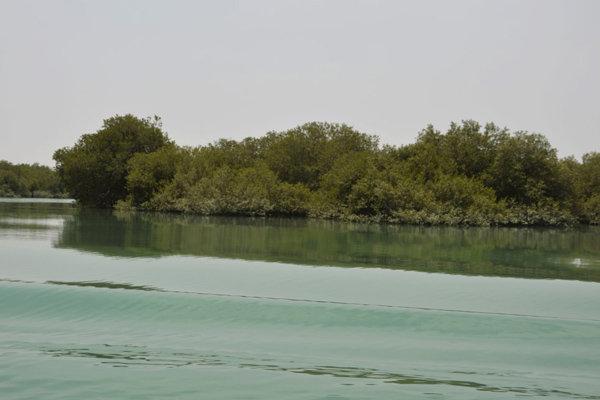 رازهای جنگل شگفت انگیز ایران، خرچنگ ها اینجا گیتار می نوازند! رازهای جنگل شگفت انگیز ایران، خرچنگ ها اینجا گیتار می نوازند!