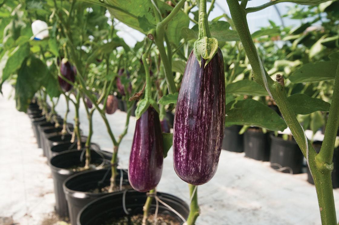 سونامی گوجه فرنگی و بادمجان در راه است سونامی گوجه فرنگی و بادمجان در راه است