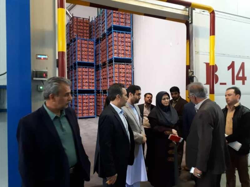 650 تن میوه شب عید برای سیستان و بلوچستان تامین شد
