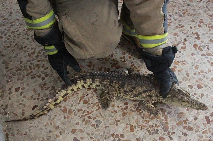 کشف یک تمساح در تهران