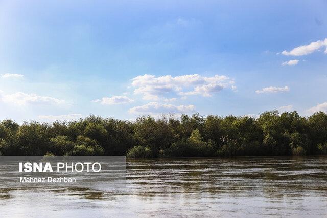 کوره های زغال گیری، بیخ گوش درختان جنگلی پارک ملی دز