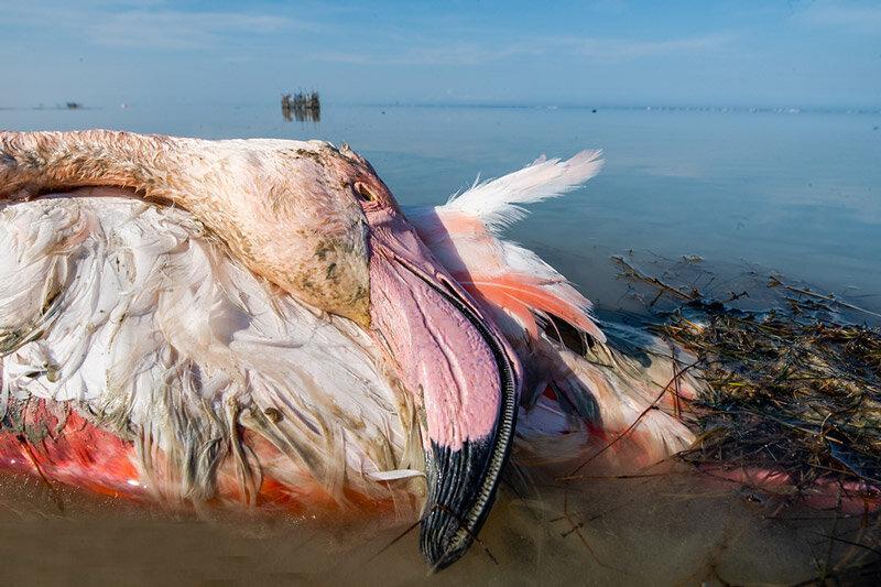نقش تغییر اکوسیستم آبی و خاکی تالاب میانکاله در مرگ ومیر پرندگان مهاجر