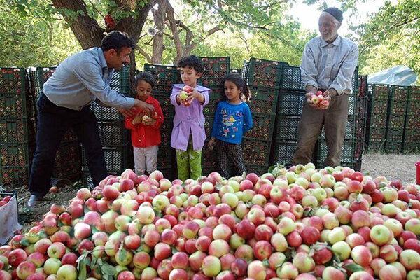 ذخیره بیش از 300 تن سیب درختی ویژه شب عید در هرمزگان