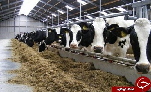 تبدیل ضایعات کشاورزی به علوفه دامی، تولید علوفه، طرحی با ارزش افزوده