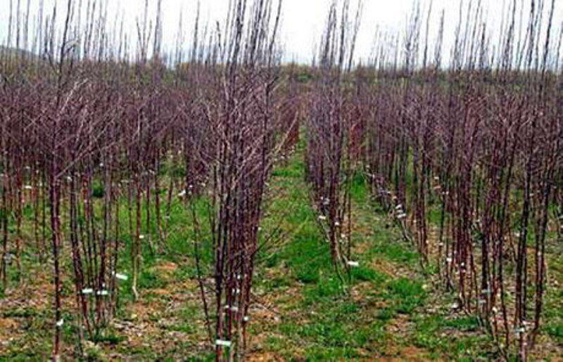 خبرنگاران آغاز کاشت 12 هزار اصله نهال در فاروج خبرنگاران شروع کاشت 12 هزار اصله نهال در فاروج