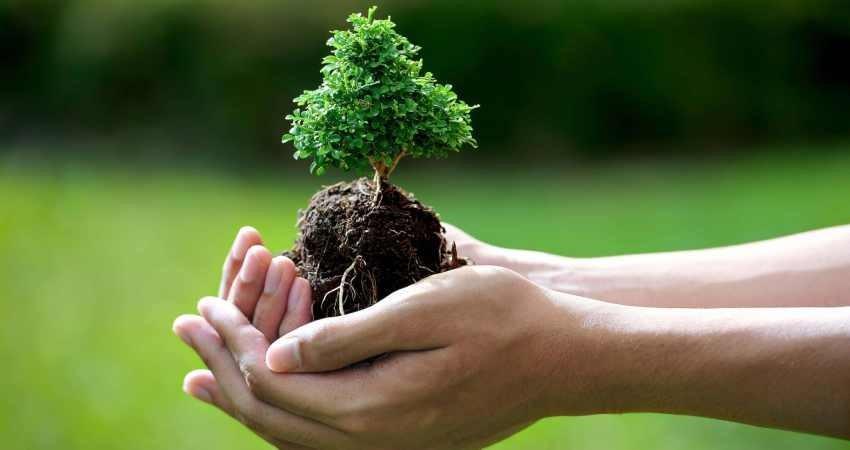 بیش از هزار هکتار از دامنه جنوبی البرز درختکاری شد