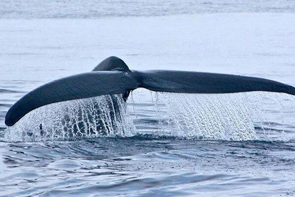 فیلم ، نهنگ 18 متری به ساحل بوشهر آمد