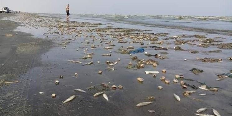 فاجعه زیست محیطی در سواحل یمن در پی طمع ورزی امارات