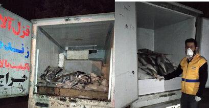 معدوم سازی 500 کیلوگرم ماهی فاسد در یاسوج