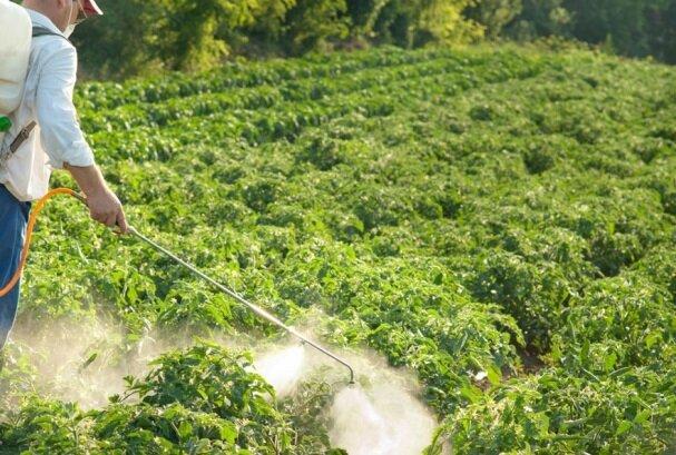 کود زیستی ارگانیک تولید شد، سرعت بالای جوانه زنی و ریشه زایی