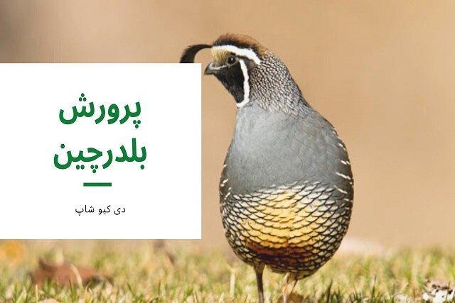 سود پرورش بلدرچین