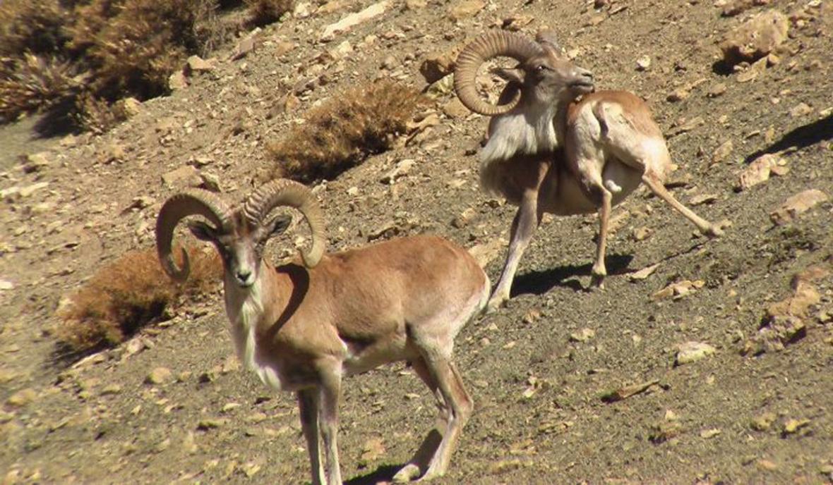 شرایط صدور پروانه های شکار چیست؟