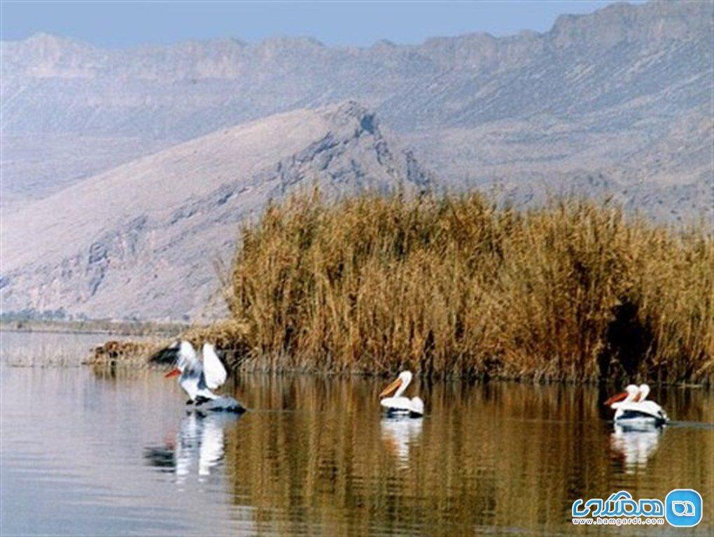 تالاب یوسفکند مهاباد؛ میزبان گرم زیباترین پرندگان