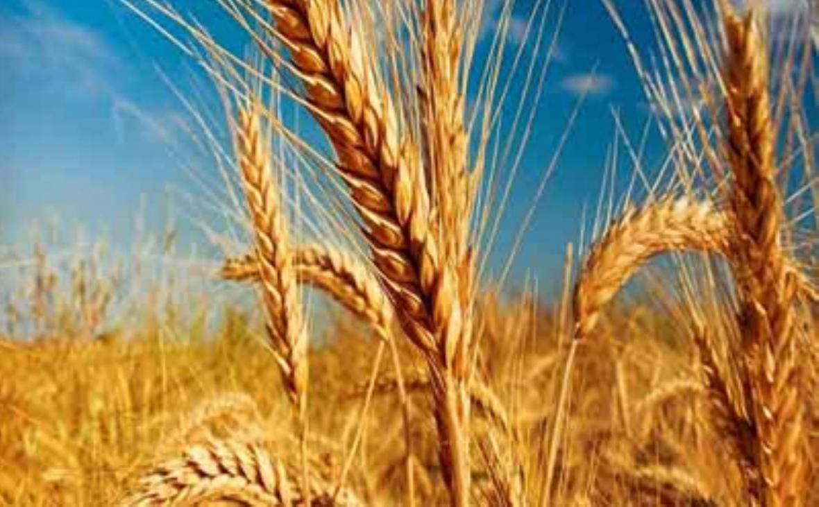 25 هزار تن گندم در شهرستان مهران خریداری می گردد